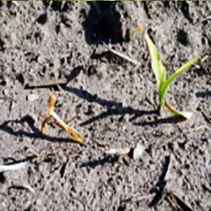 BENGARD FUNGICIDE