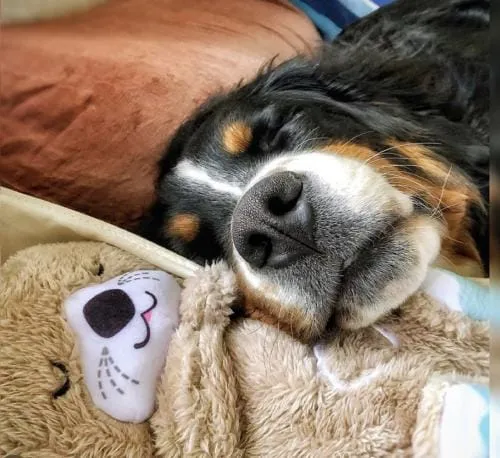 BreathBuddy - Calming Buddy