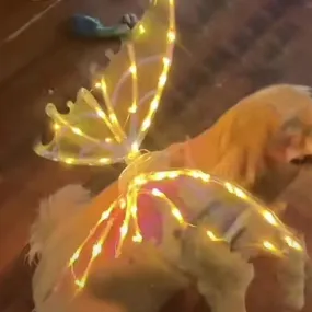 Light Up Fairy Wings for Dogs Electric Glowing Fairy Wings Musical Butterfly with Led String Lights for Pet Party Favor Dress Up