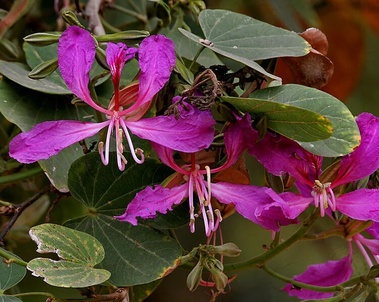 Purple Orchid Tree Bauhinia purpurea 20 Seeds  USA Company