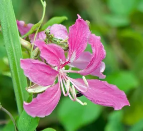 Purple Orchid Tree Bauhinia purpurea 20 Seeds  USA Company