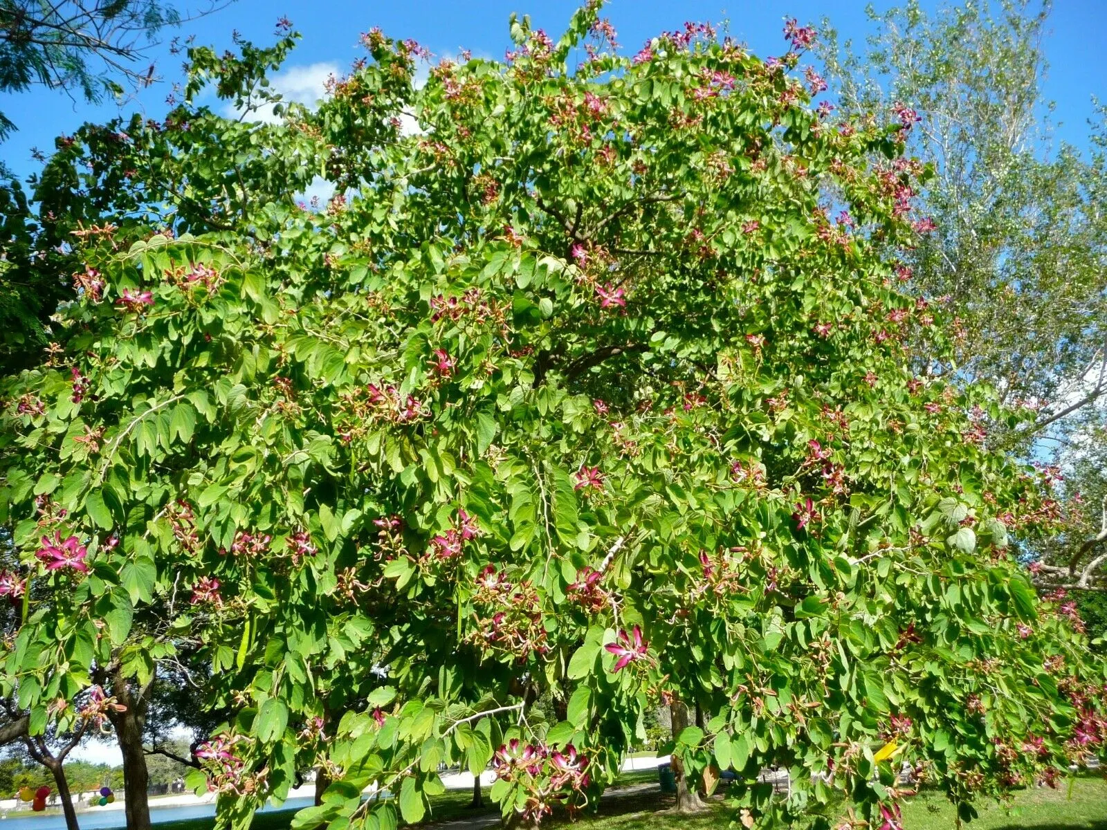 Purple Orchid Tree Bauhinia purpurea 20 Seeds  USA Company