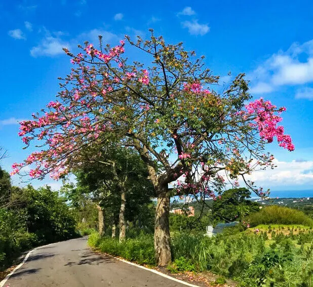 Purple Orchid Tree Bauhinia purpurea 20 Seeds  USA Company