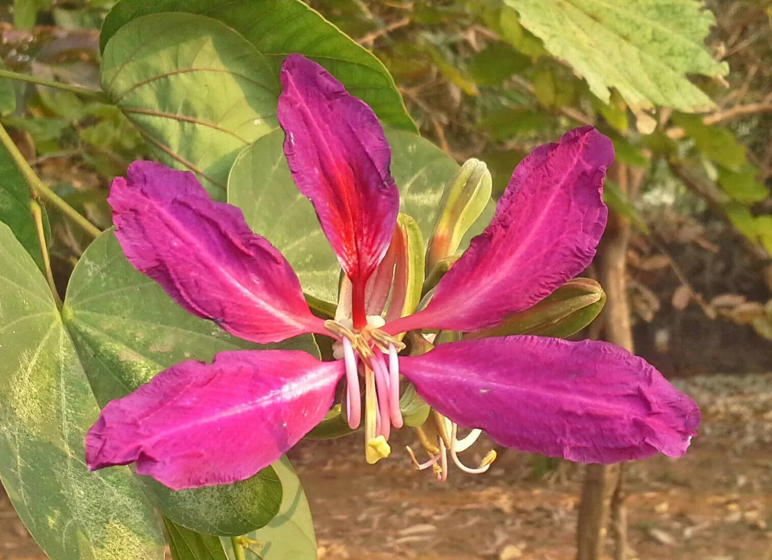 Purple Orchid Tree Bauhinia purpurea 20 Seeds  USA Company
