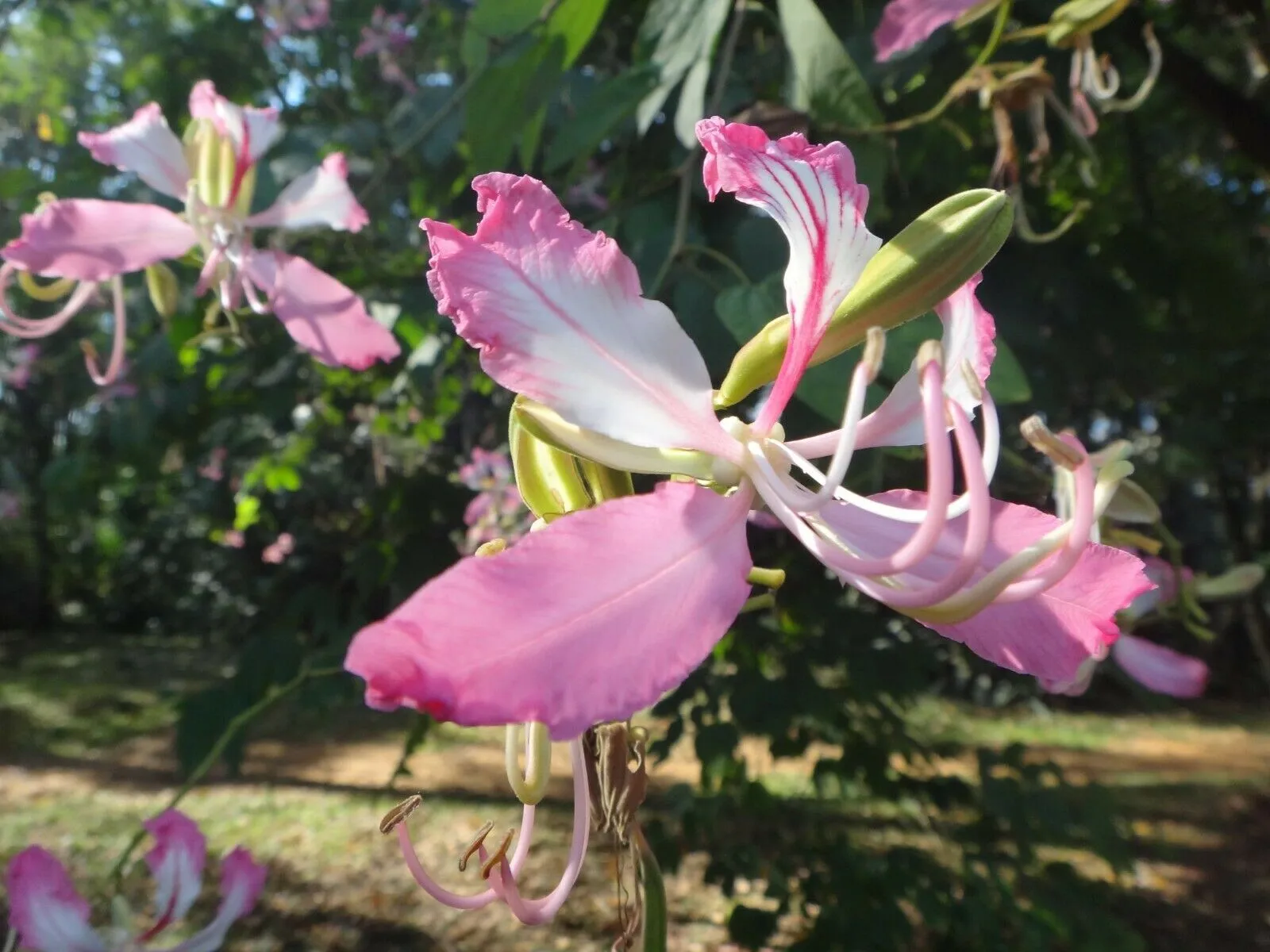 Purple Orchid Tree Bauhinia purpurea 20 Seeds  USA Company