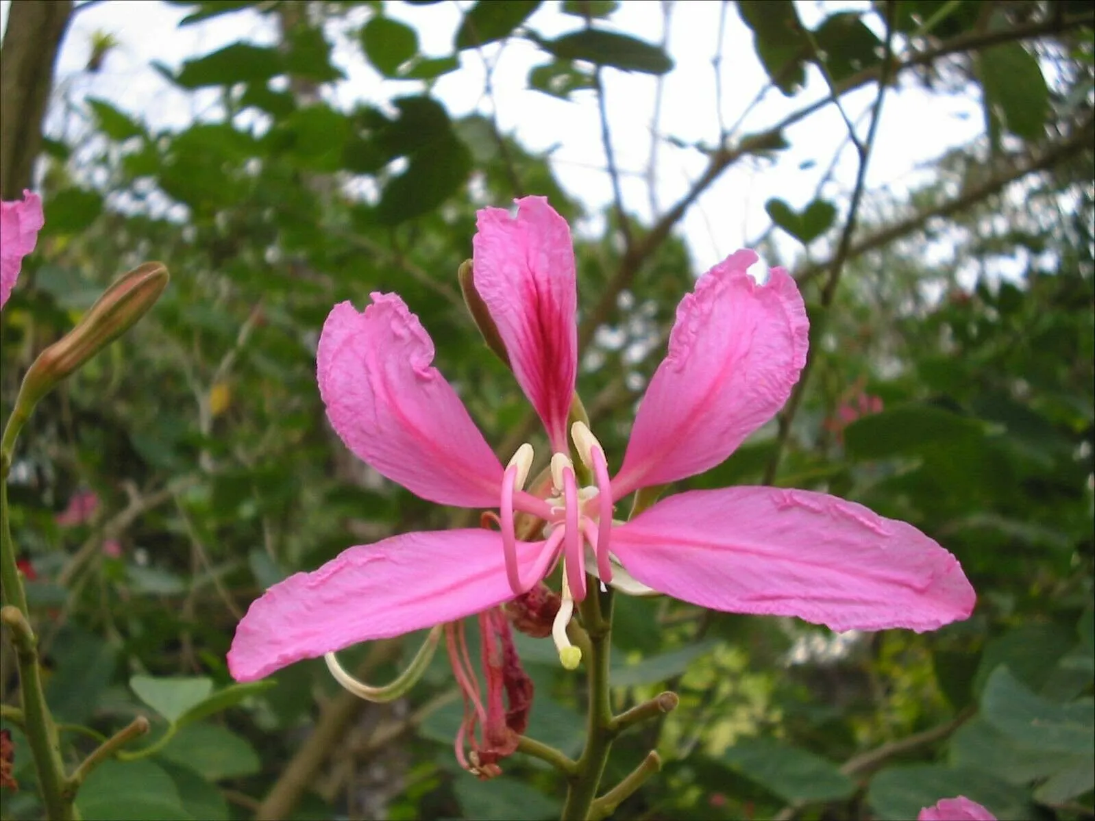 Purple Orchid Tree Bauhinia purpurea 20 Seeds  USA Company